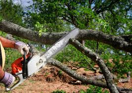 How Our Tree Care Process Works  in  Southside Place, TX